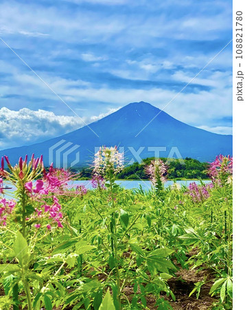 ツツジ咲く富士山 108821780