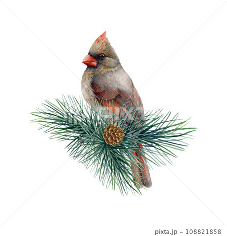 Red cardinal female bird on a pine branch. Watercolor painted illustration. Hand drawn cardinal bird on a conifer twig element. Wild forest avian on a pine. White background Red cardinal female bird on a pine branch. Watercolor painted illustration. Hand drawn cardinal bird on a conifer twig element. Wild forest avian on a pine. White background 108821858