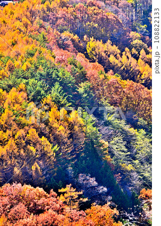 《長野県》木曽町九蔵峠から望む紅葉の開田高原 《長野県》木曽町九蔵峠から望む紅葉の開田高原 108822133