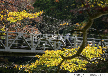 東京アドベンチャーライン 御嶽渓谷遊歩道 紅葉と澤乃井の吊り橋 東京都青梅市 東京アドベンチャーライン 御嶽渓谷遊歩道 紅葉と澤乃井の吊り橋 東京都青梅市 108822162