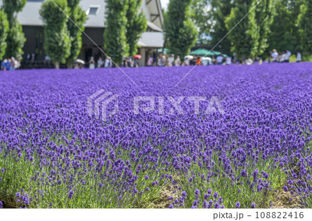 観光地としても有名な富良野ラベンダー畑 108822416