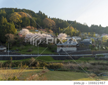 奈良県宇陀市室生の里山に咲く桜 奈良県宇陀市室生の里山に咲く桜 108822467