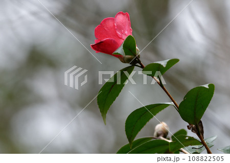 ツバキ科ユキツバキの赤い花 108822505