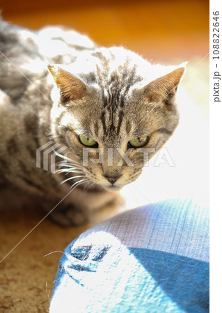 サバトラ猫 108822646
