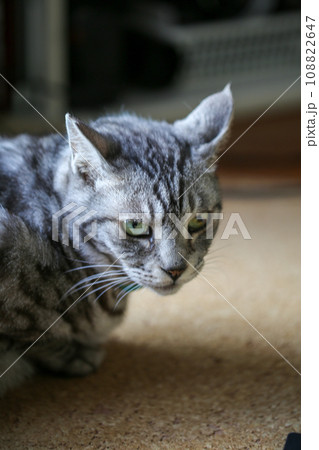 サバトラ猫 108822647