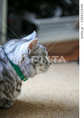 サバトラ猫 108822648