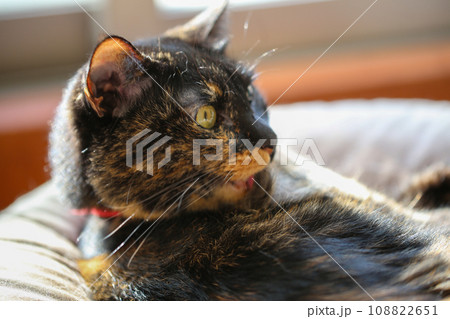 クッションでリラックスしている猫 クッションでリラックスしている猫 108822651
