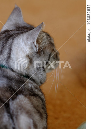 サバトラ猫の後ろ姿 108822652
