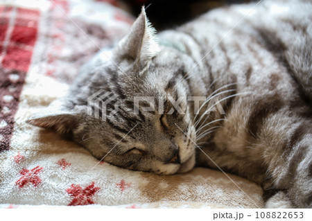 サバトラ猫 サバトラ猫 108822653