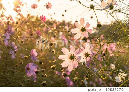 夜明けのコスモス畑・朝日で色づく花びら 108822794