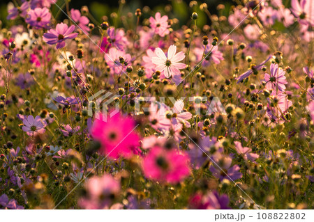 夜明けのコスモス畑・朝日で色づく花びら 108822802