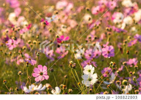 夜明けのコスモス畑・朝日で色づく花びら 108822803