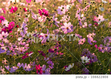 夜明けのコスモス畑・朝日で色づく花びら 108822808