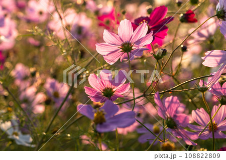 夜明けのコスモス畑・朝日で色づく花びら 108822809