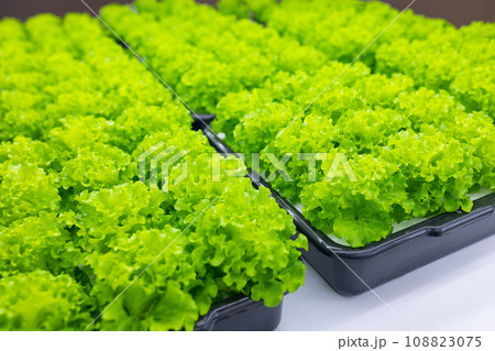 Green lush organic Salad food plant nursery indoor agriculture farm growing tray from Led light Green lush organic Salad food plant nursery indoor agriculture farm growing tray from Led light 108823075