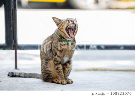 yawning cat, lazy cats pet yawn sitting outdoor cute lovely adorable yawning cat, lazy cats pet yawn sitting outdoor cute lovely adorable 108823076