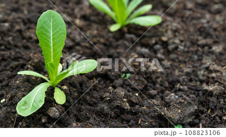 Organic green plant food agriculture farm in greenhouse. Baby plant nursery sprout wide banner for farming industry background 108823106