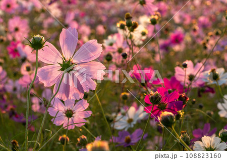 夜明けのコスモス畑・朝日で色づく花びら 108823160