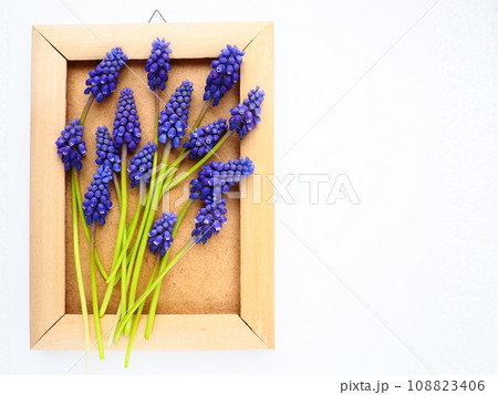 Blue spring flowers on a white background. Muscari armeniacum. Bright postcard, congratulations. Copy space still life flat lay. Armenian grape hyacinth. Photo frame made of cardboard and wood Blue spring flowers on a white background. Muscari armeniacum. Bright postcard, congratulations. Copy space still life flat lay. Armenian grape hyacinth. Photo frame made of cardboard and wood 108823406