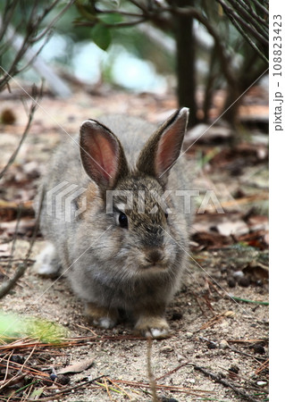 大久野島 108823423