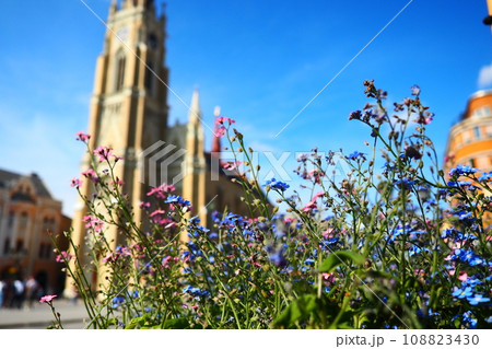Freedom Square Novi Sad Serbia April 30 2022 People walk along the street. Pink and blue forget-me-not flowers grow in a flower bed. The Name of Mary Church, Roman Catholic parish church in Novi Sad Freedom Square Novi Sad Serbia April 30 2022 People walk along the street. Pink and blue forget-me-not flowers grow in a flower bed. The Name of Mary Church, Roman Catholic parish church in Novi Sad 108823430