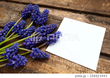 Blue spring flowers on a wooden background. Muscari armeniacum on a table. White sheet of paper for text. Copy space still life flat lay. Armenian grape hyacinth. 108823443