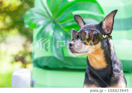 Dog, toy terrier in sunglasses is resting in a sun lounger. Summer holiday concept. Dog, toy terrier in sunglasses is resting in a sun lounger. Summer holiday concept. 108823645