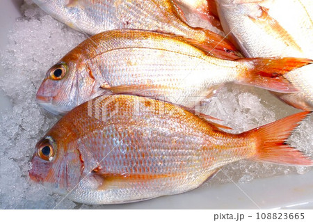 魚屋で氷の上に並べられた天然真鯛 魚屋で氷の上に並べられた天然真鯛 108823665