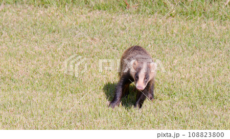 芝生の上で餌を探すニホンアナグマ 108823800