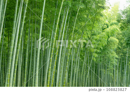 瑞々しい新緑の竹林 108823827