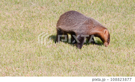 芝生の上で餌を探すニホンアナグマ 108823877