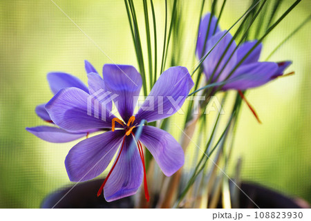 サフランの花 サフランの花 108823930