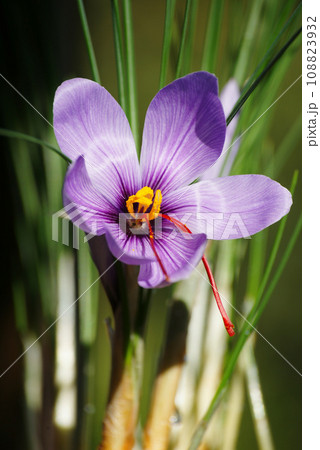 サフランの花 108823932
