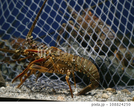 東北で獲れた伊勢海老 東北で獲れた伊勢海老 108824250