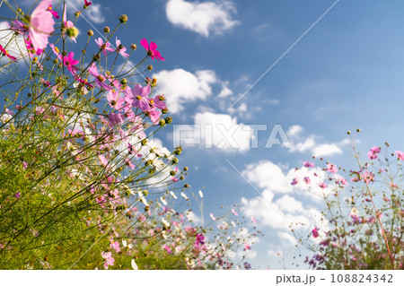 満開のコスモス畑・秋の花畑 満開のコスモス畑・秋の花畑 108824342