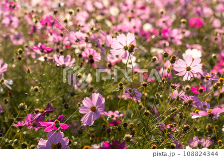 満開のコスモス畑・秋の花畑 108824344