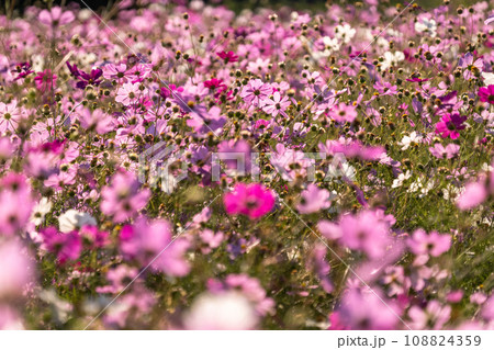 満開のコスモス畑・秋の花畑 108824359