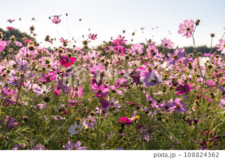 満開のコスモス畑・秋の花畑 108824362