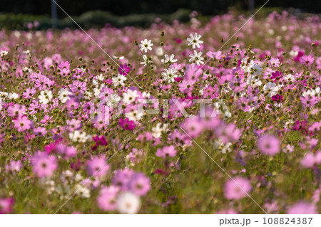 満開のコスモス畑・秋の花畑 108824387