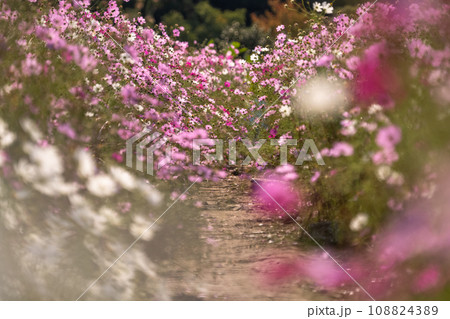 満開のコスモス畑・秋の花畑 108824389
