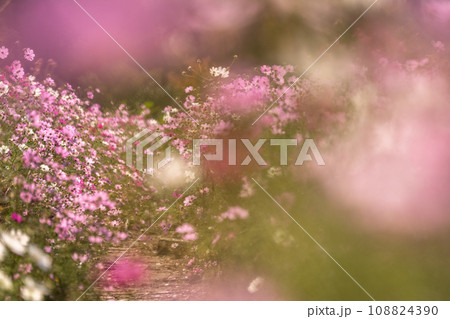 満開のコスモス畑・秋の花畑 108824390