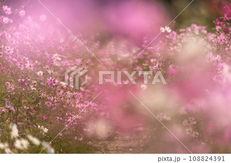 満開のコスモス畑・秋の花畑 108824391