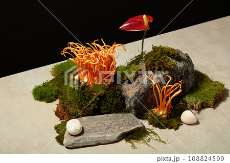 A natural scene simulating the growth of cordyceps is built on cement floor and black background. Concept for advertising product with herbal ingredient. Cordyceps helps improve health very good 108824599