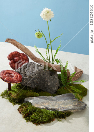 Creative for medicine advertising, photography traditional medicine content with Lingzhi mushroom. Natural scene displayed on blue background and cement floor. Space for display 108824610
