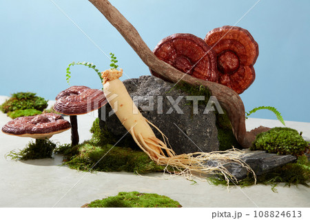 Mini creative scene with decorated herbal ingredients, lingzhi mushrooms and ginseng roots on moss with stone blocks and twigs on a blue background. Empty space for display product mockup Mini creative scene with decorated herbal ingredients, lingzhi mushrooms and ginseng roots on moss with stone blocks and twigs on a blue background. Empty space for display product mockup 108824613