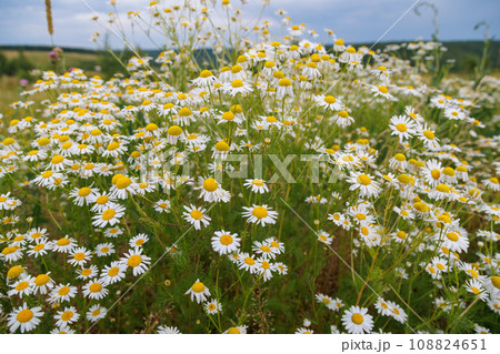 wild tall chamomile bush at summer day, closeup wide angle view 108824651