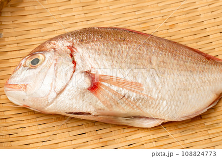 チダイ チダイ 108824773