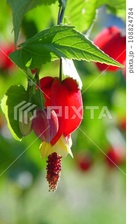 赤いウキツリボクの花　花(12月)ウキツリボク(浮釣木・チロリアンランプ)15V9.16 108824784