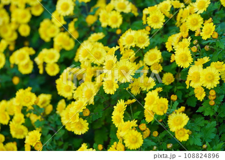 カワイイ野菊の花壇 カワイイ野菊の花壇 108824896