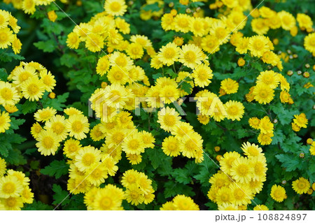 カワイイ野菊の花壇 カワイイ野菊の花壇 108824897